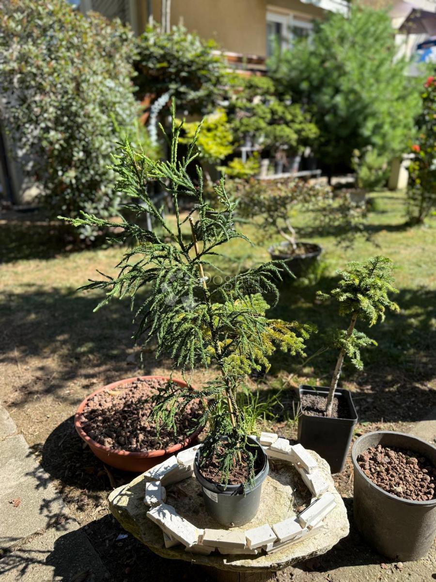 Casa Centar, Varaždin, 280m2