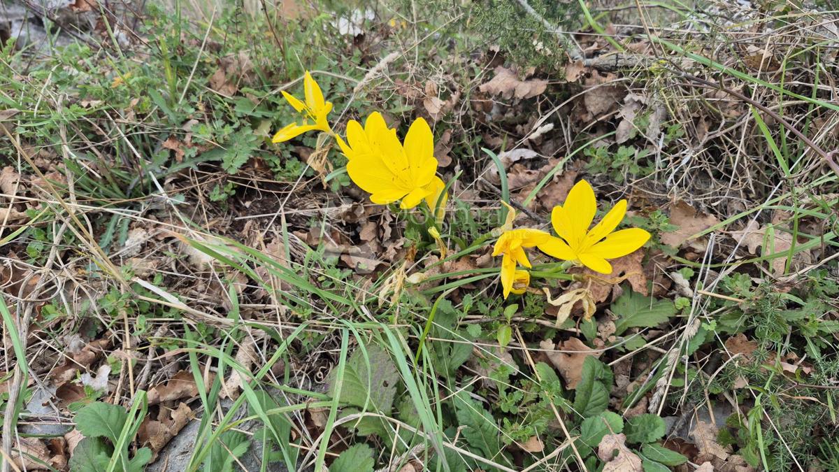 Terreno edificabile Rakalj, Marčana, 2.878m2