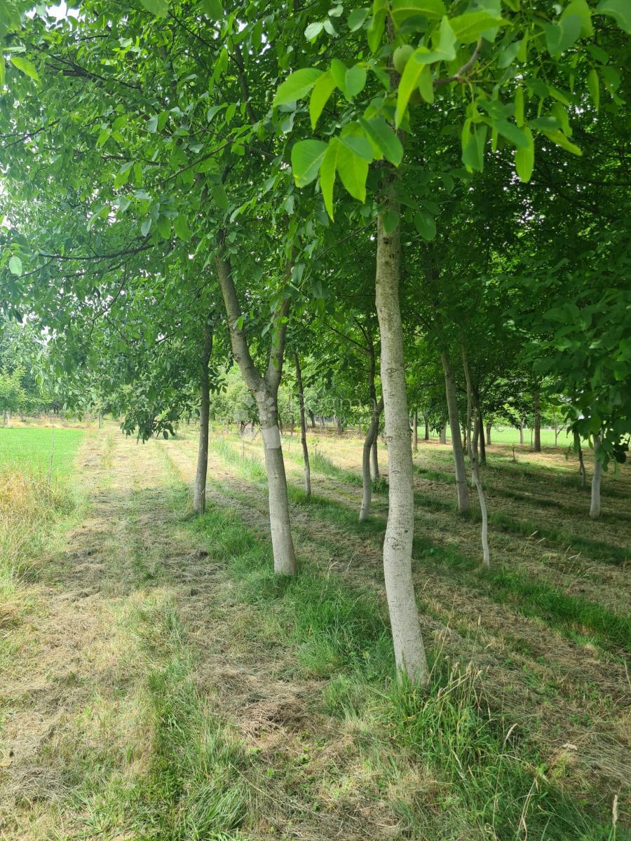 Casa Čalinec, Maruševec, 7.188m2