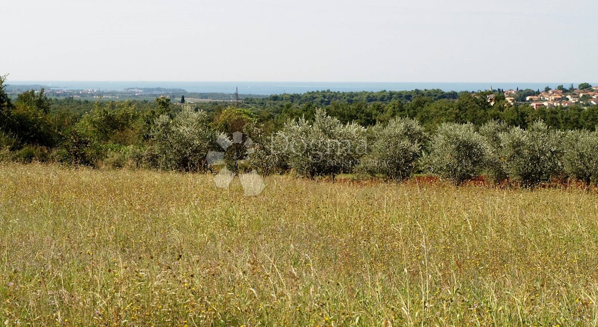 Terreno Rogovići, Kaštelir-Labinci, 80.112m2