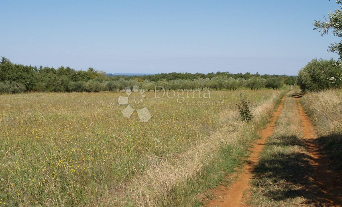 Terreno Rogovići, Kaštelir-Labinci, 80.112m2