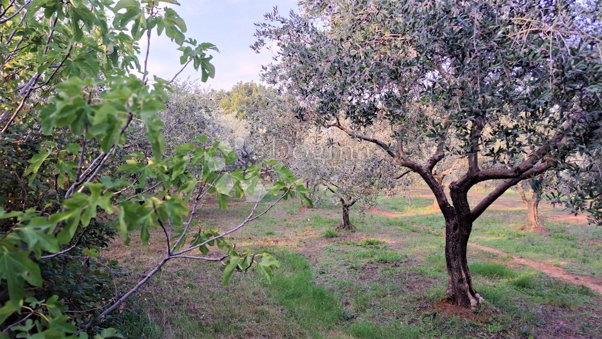 Terreno Vrsar, 1.842m2