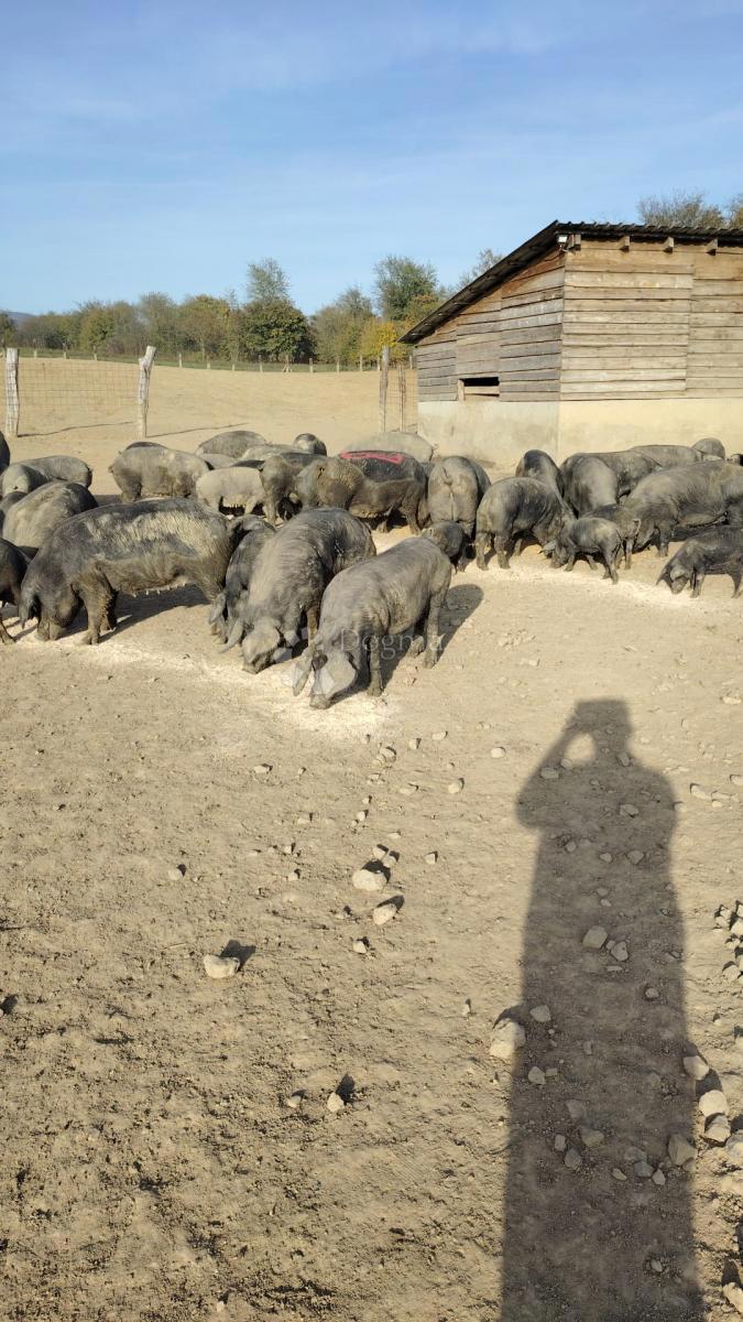 Terreno agricolo Kutjevo, 21.343m2