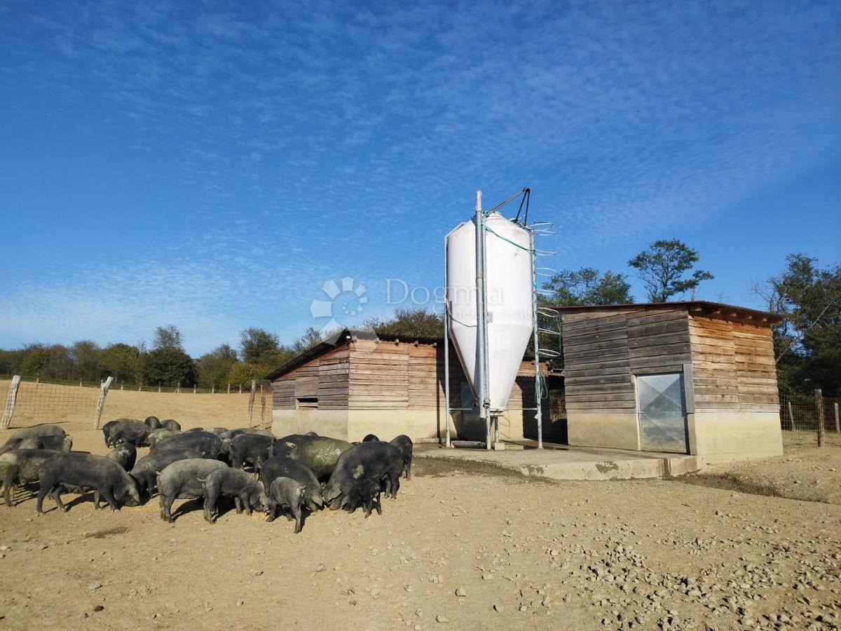 Terreno agricolo Kutjevo, 21.343m2