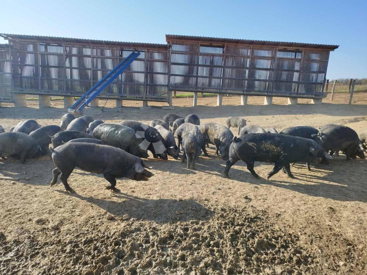 Terreno agricolo Kutjevo, 21.343m2