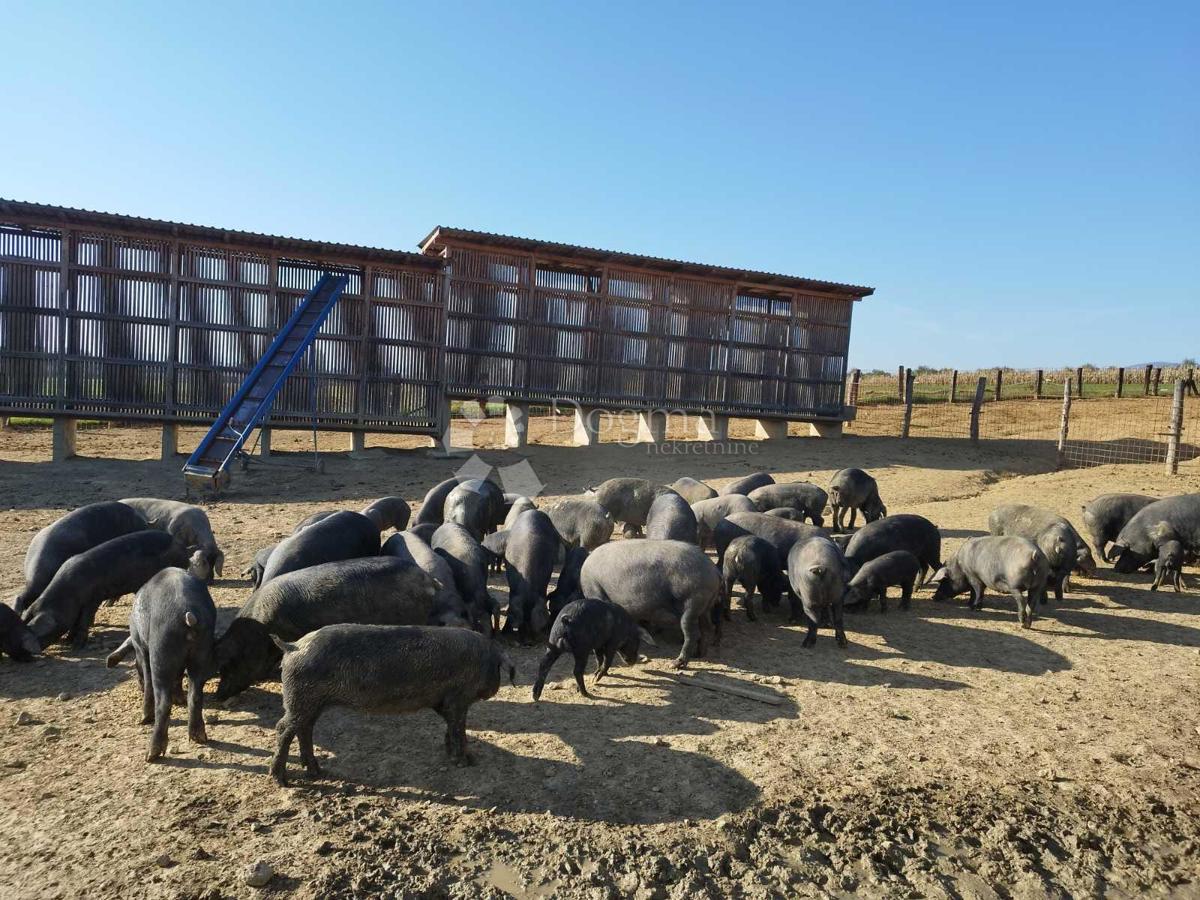 Terreno agricolo Kutjevo, 21.343m2