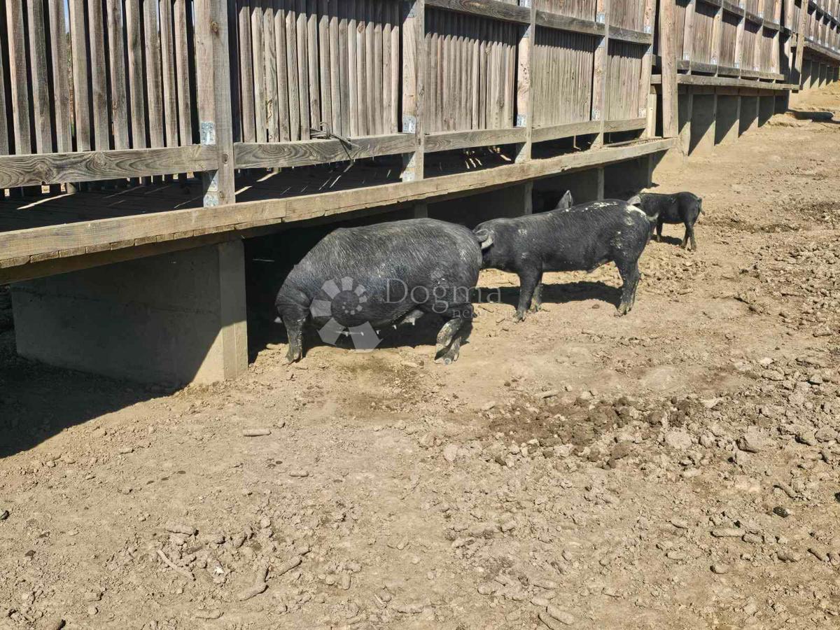 Terreno agricolo Kutjevo, 21.343m2