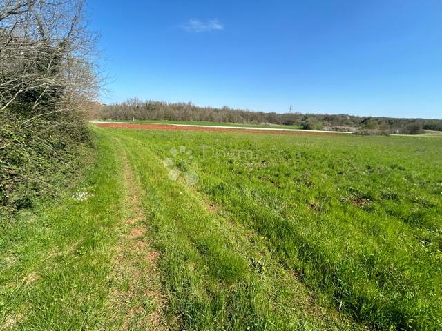 Terreno agricolo Nova Vas, Brtonigla, 7.870m2