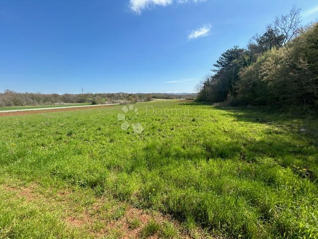 Terreno agricolo Nova Vas, Brtonigla, 7.870m2