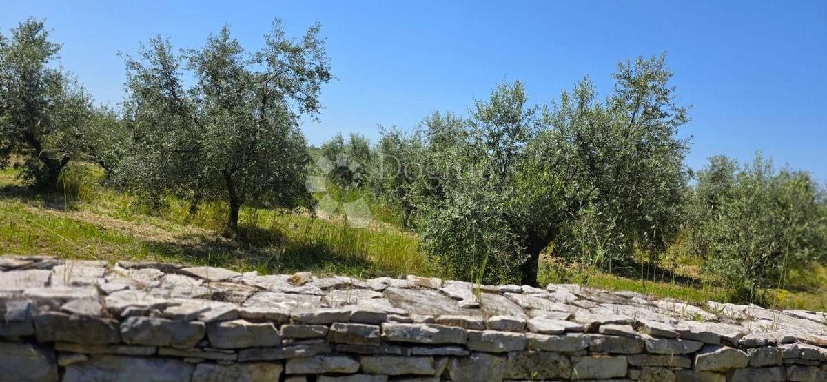 Terreno edificabile Umag, 8.056m2