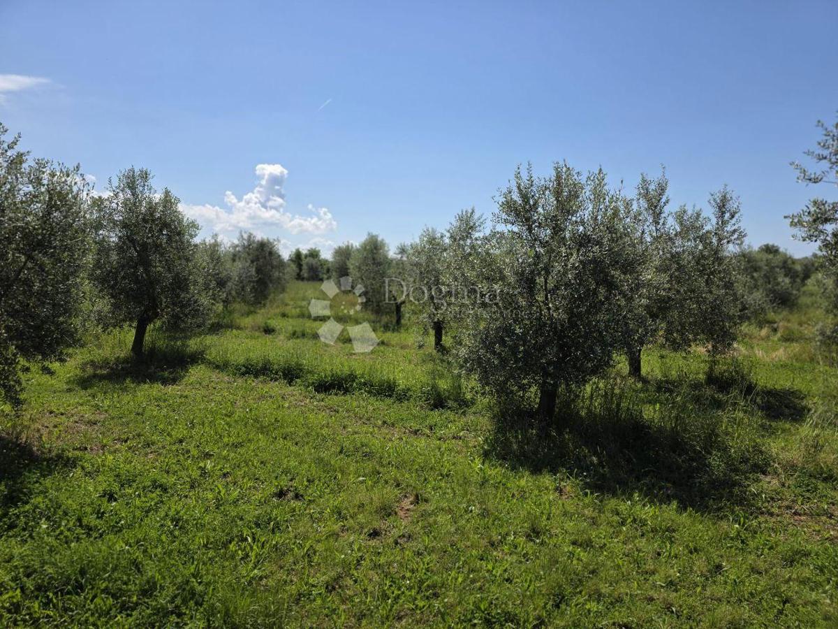 Terreno edificabile Umag, 8.056m2