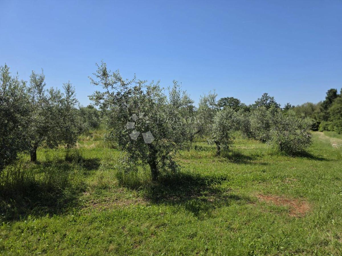 Terreno edificabile Umag, 8.056m2