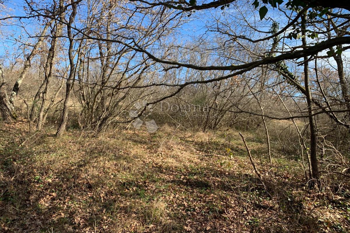 Terreno agricolo Mutvoran, Marčana, 35.128m2