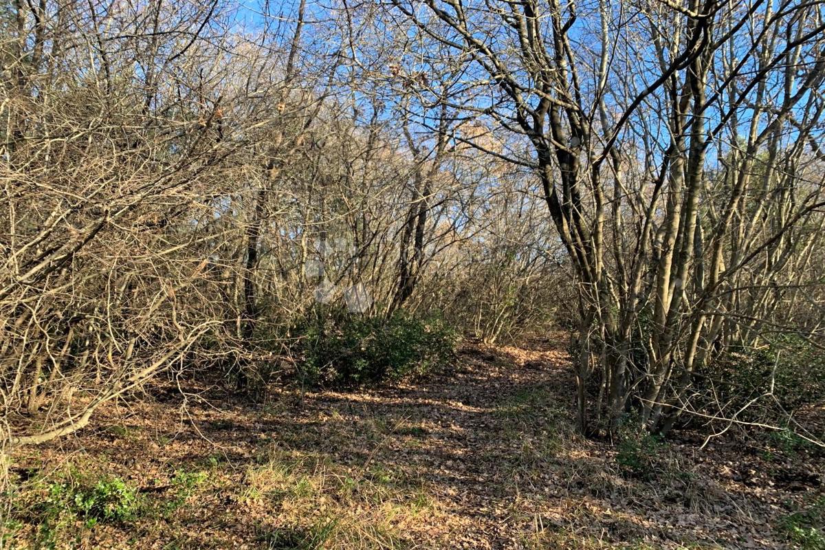 Terreno agricolo Mutvoran, Marčana, 35.128m2