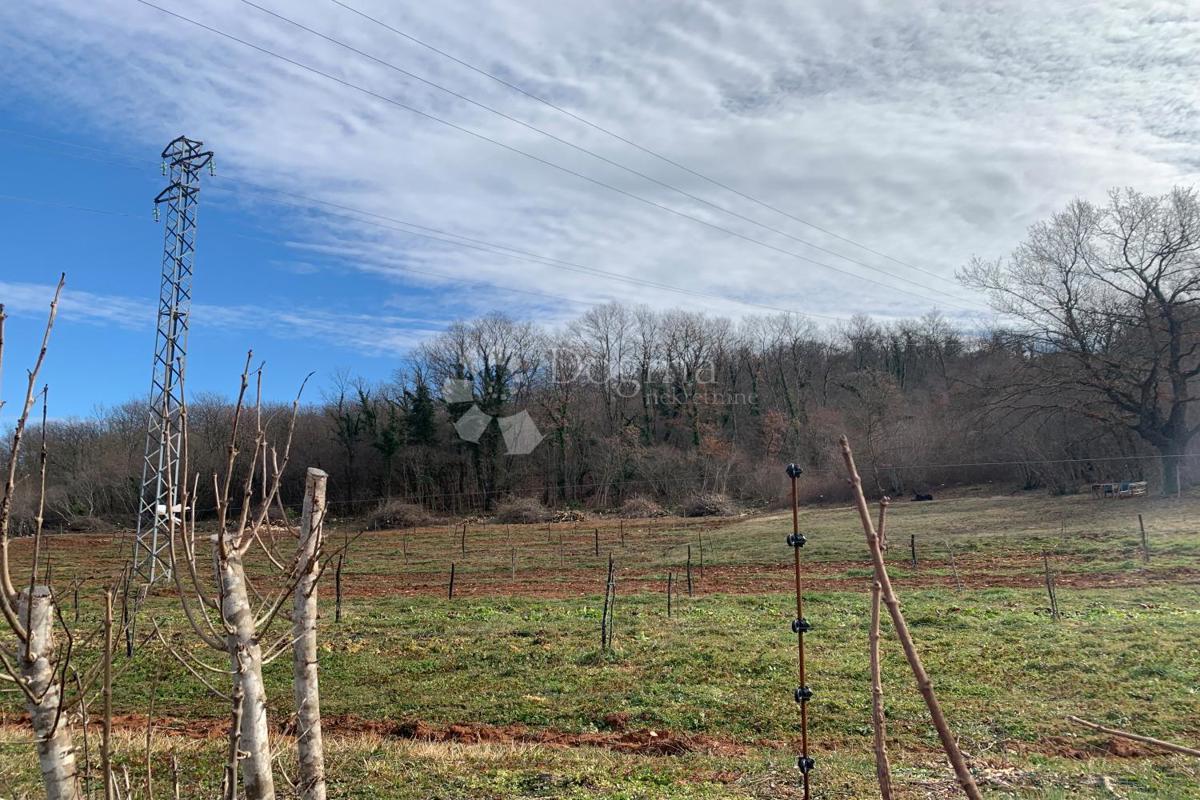 Terreno agricolo Mutvoran, Marčana, 35.128m2