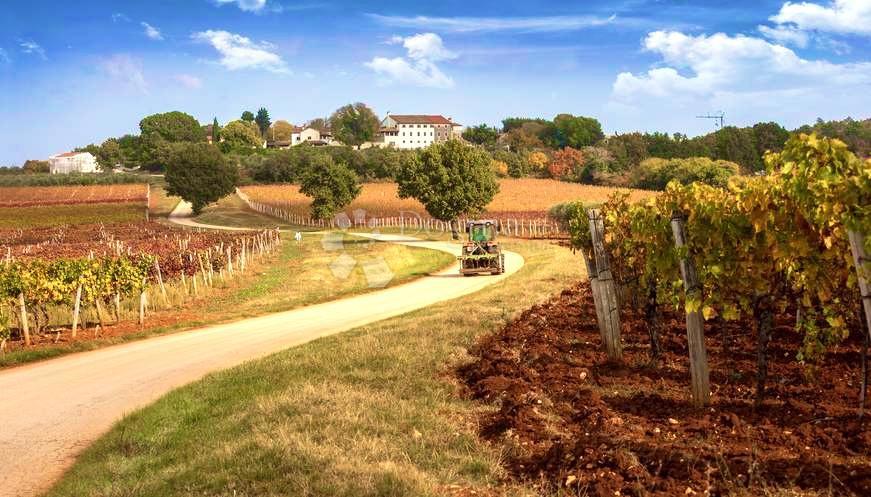 Terreno agricolo Rafaeli, Višnjan, 7.009m2
