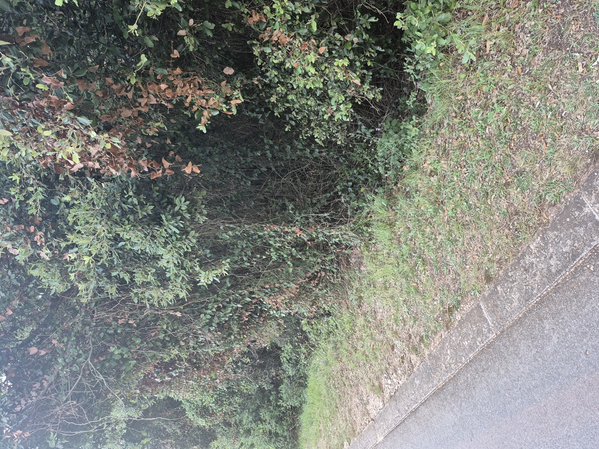 Terreno forestale - Duga Uvala, a 700 m dal mare