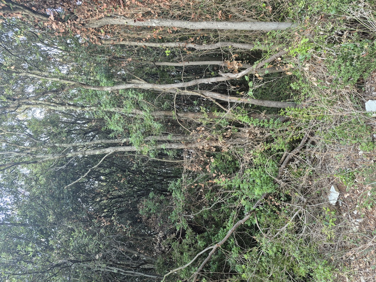 Terreno forestale - Duga Uvala, a 700 m dal mare