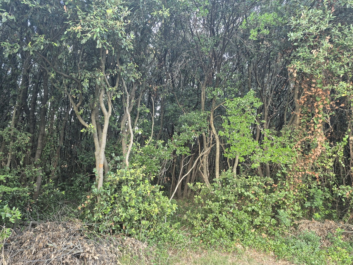 Terreno forestale - Duga Uvala, a 700 m dal mare