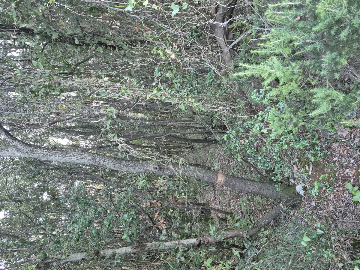 Terreno forestale - Duga Uvala, a 700 m dal mare