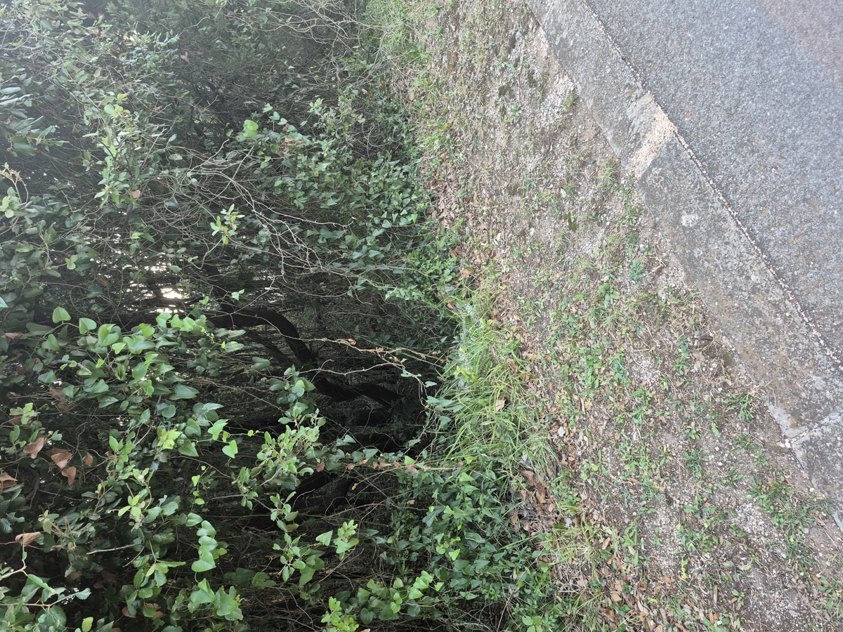 Terreno forestale - Duga Uvala, a 700 m dal mare