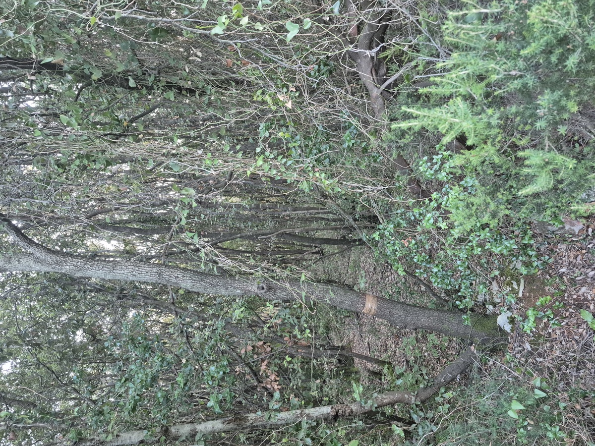 Terreno forestale - Duga Uvala, a 700 m dal mare