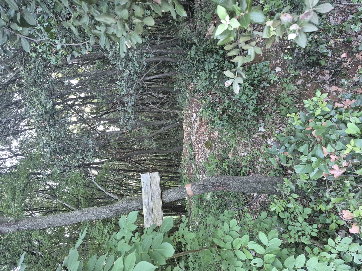 Terreno forestale - Duga Uvala, a 700 m dal mare