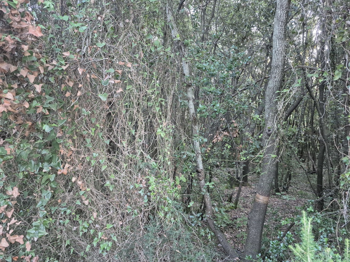 Terreno forestale - Duga Uvala, a 700 m dal mare