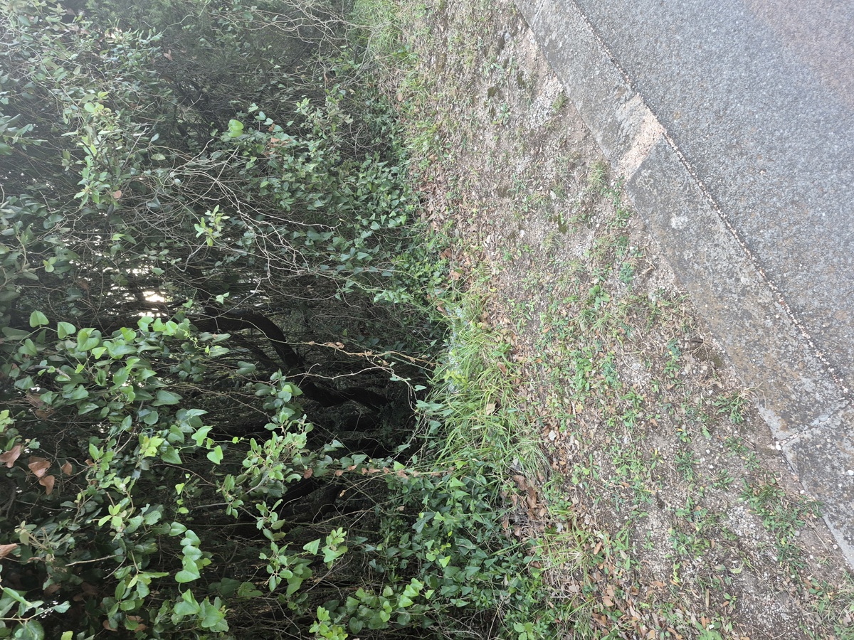 Terreno forestale - Duga Uvala, a 700 m dal mare