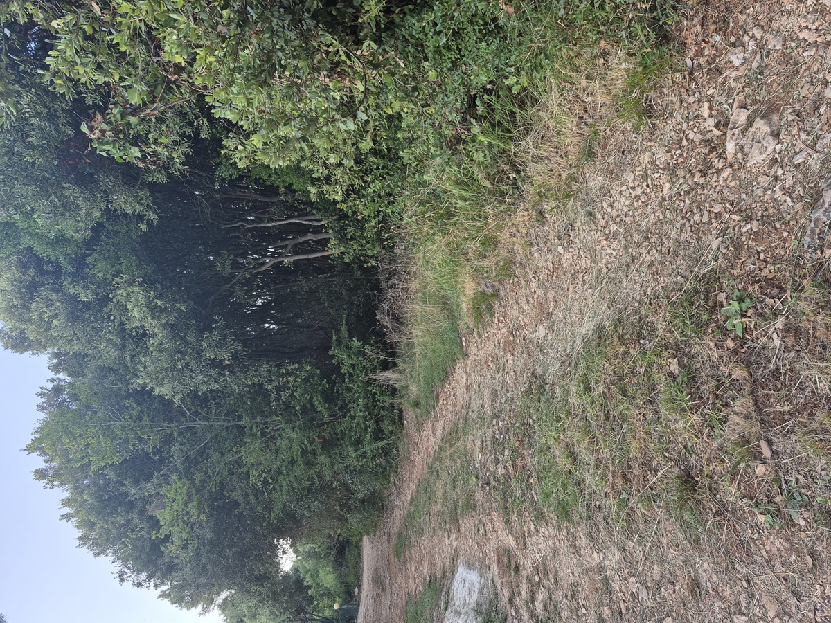 Terreno forestale - Duga Uvala, a 700 m dal mare