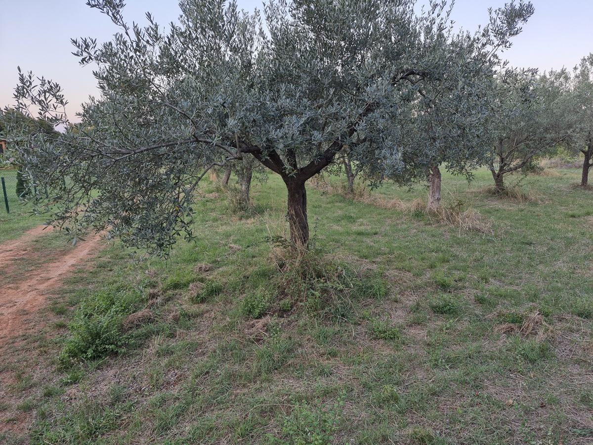 Terreno agricolo Mali Vareški, Marčana, 4.503m2