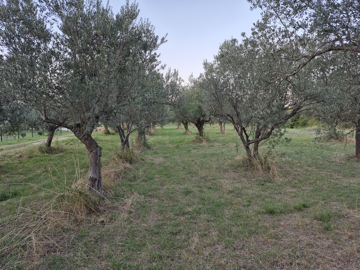 Terreno agricolo Mali Vareški, Marčana, 4.503m2