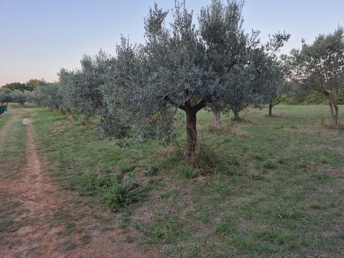 Terreno agricolo Mali Vareški, Marčana, 4.503m2
