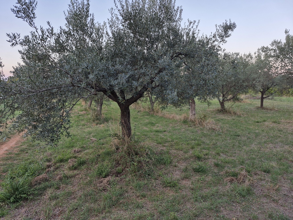Terreno agricolo Mali Vareški, Marčana, 4.503m2