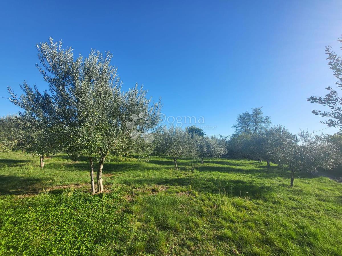 Terreno edificabile con bellissimi ulivi - 20 minuti da Parenzo