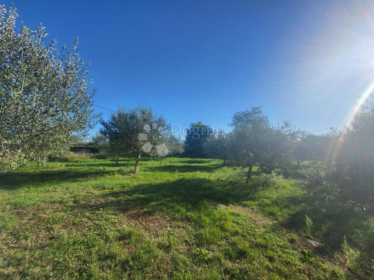 Terreno edificabile con bellissimi ulivi - 20 minuti da Parenzo