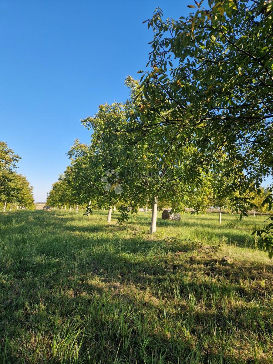 Terreno agricolo Đakovo, 40.557m2