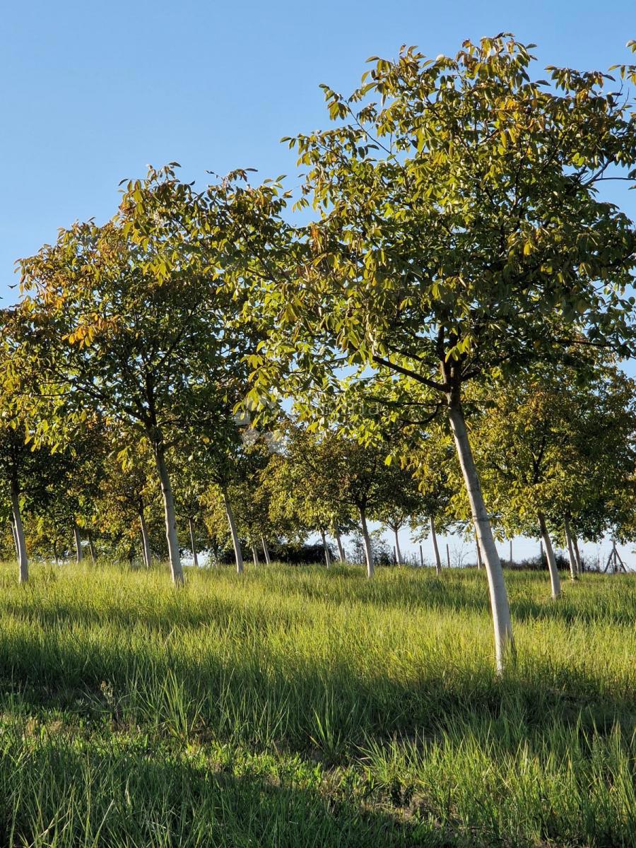 Terreno agricolo Đakovo, 40.557m2