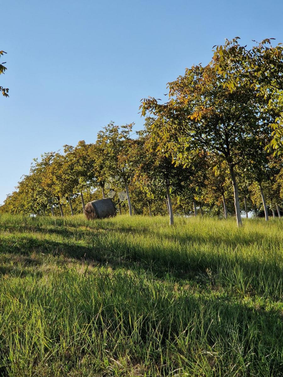 Terreno agricolo Đakovo, 40.557m2