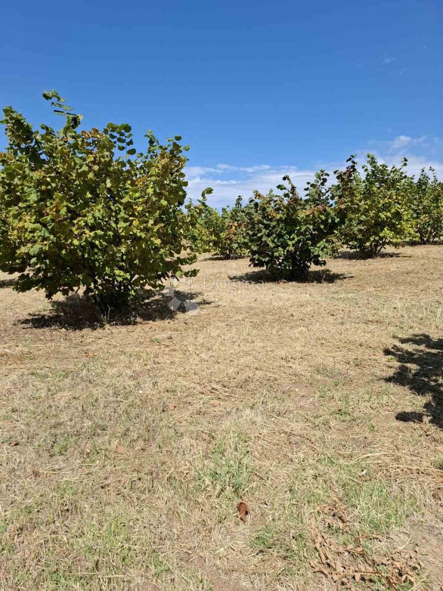 Terreno agricolo Branjin Vrh, Beli Manastir, 45.407m2