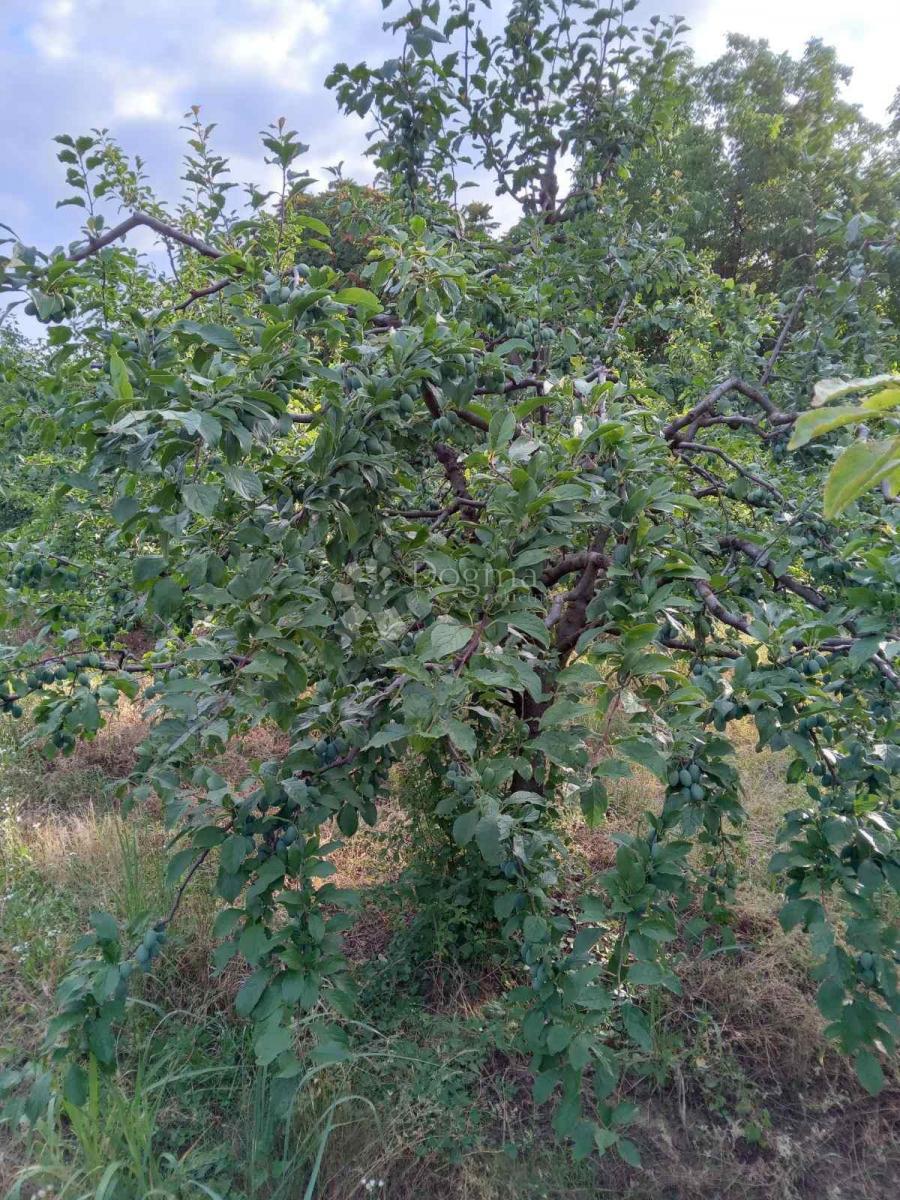 Terreno agricolo Branjin Vrh, Beli Manastir, 45.407m2