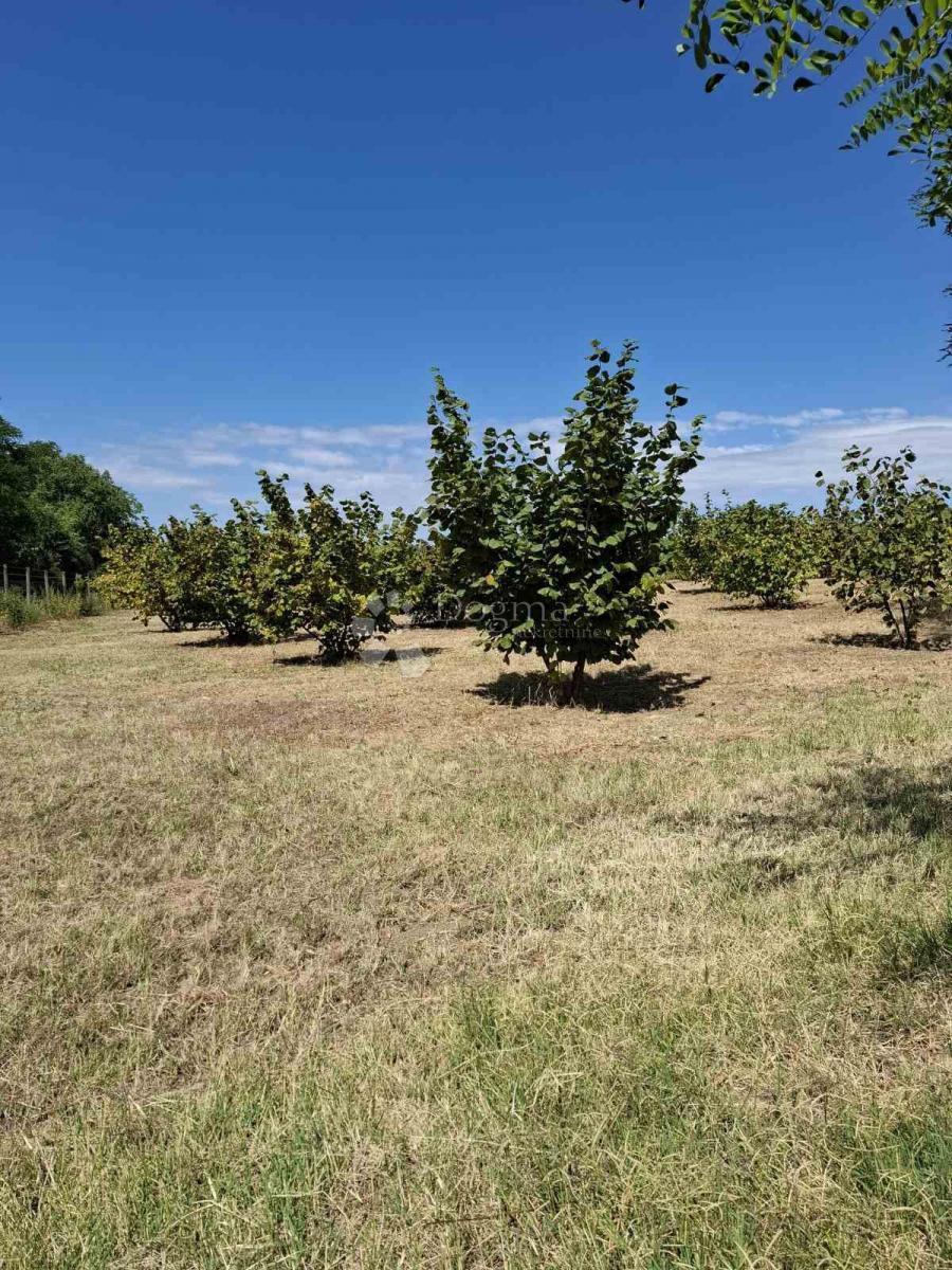 Terreno agricolo Branjin Vrh, Beli Manastir, 45.407m2