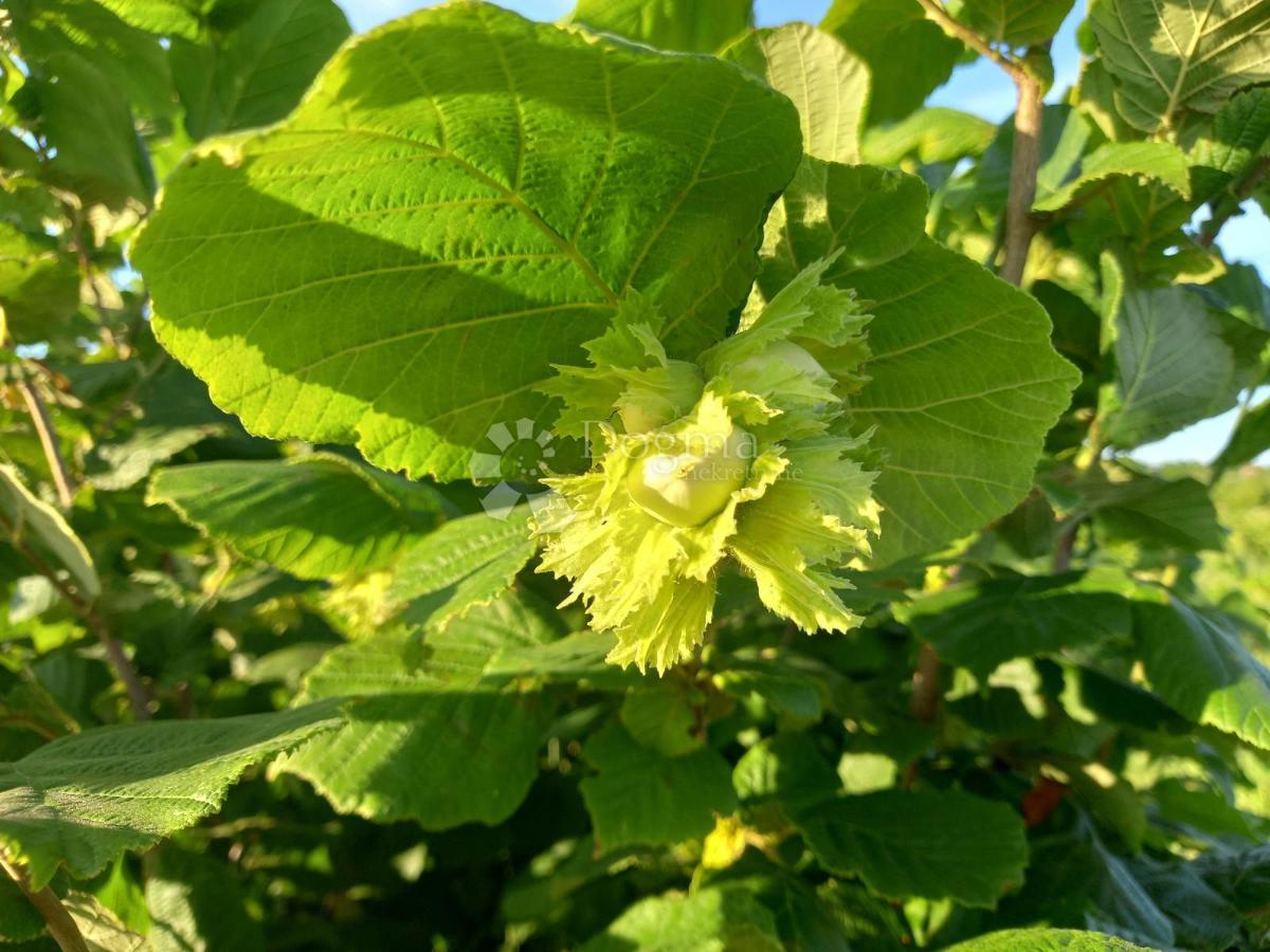 Terreno agricolo Branjin Vrh, Beli Manastir, 45.407m2