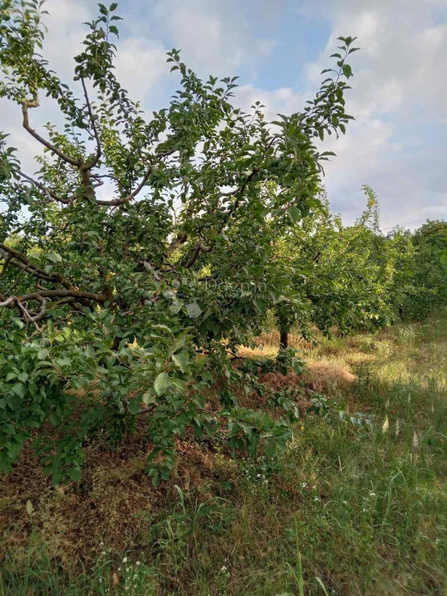 Terreno agricolo Branjin Vrh, Beli Manastir, 45.407m2