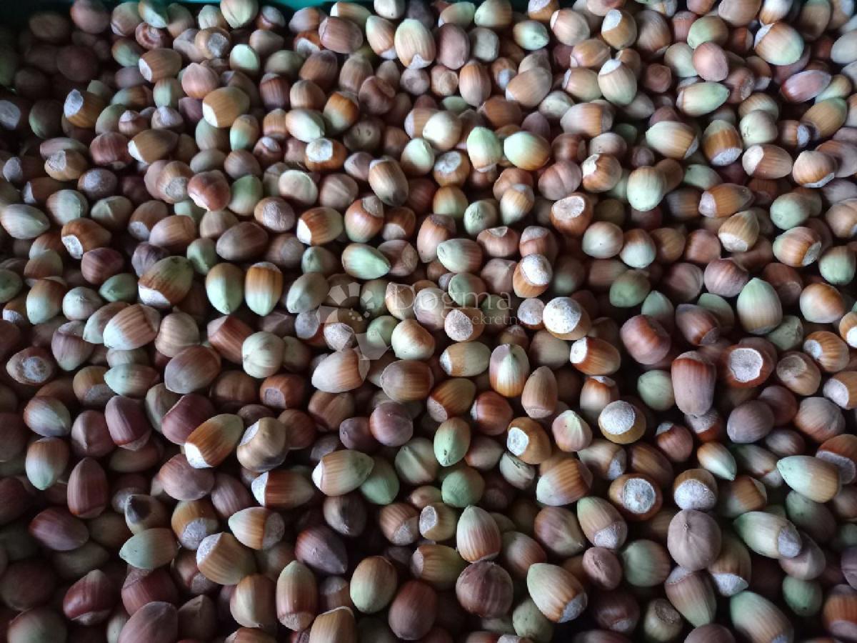 Terreno agricolo Branjin Vrh, Beli Manastir, 45.407m2