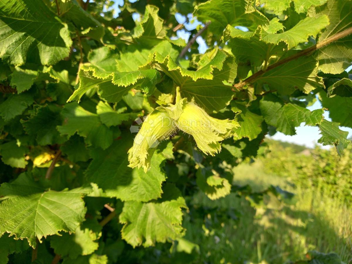 Terreno agricolo Branjin Vrh, Beli Manastir, 45.407m2