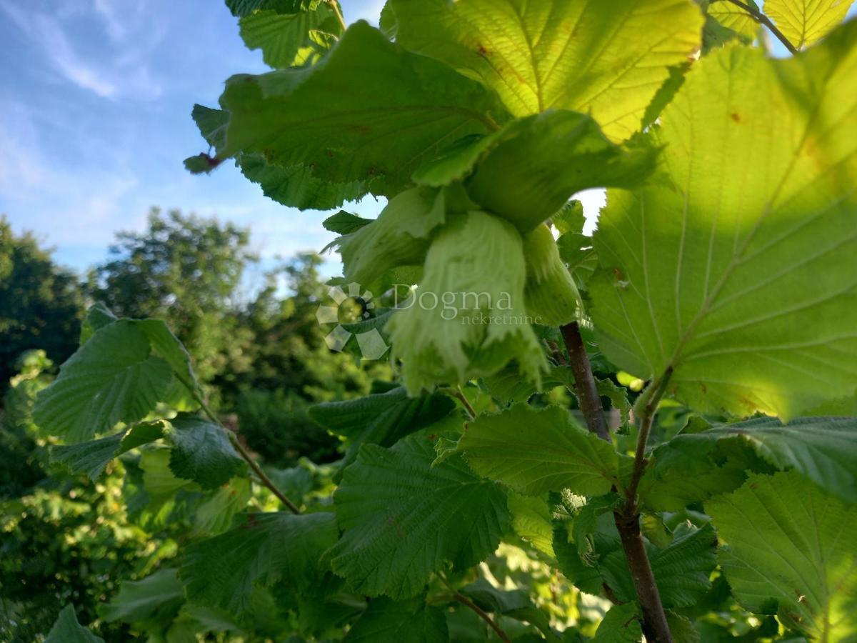 Terreno agricolo Branjin Vrh, Beli Manastir, 45.407m2