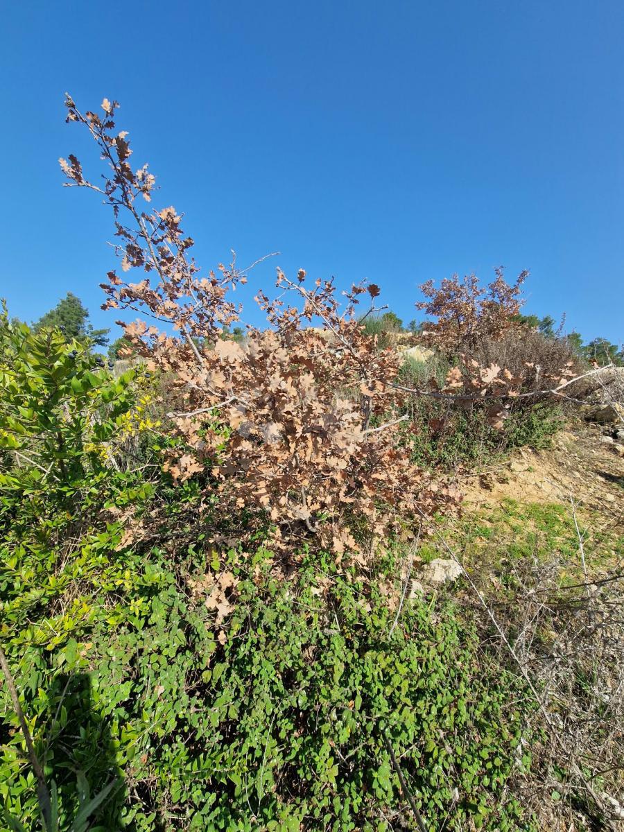 Terreno edificabile Radovin, Ražanac, 500m2