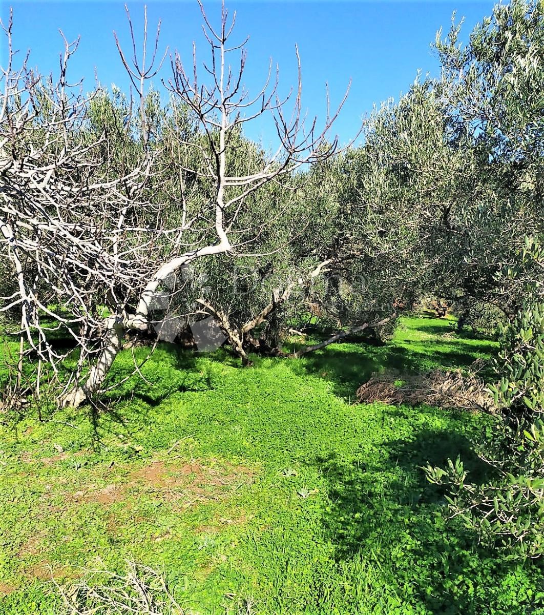 Terreno Pašman, 3.050m2