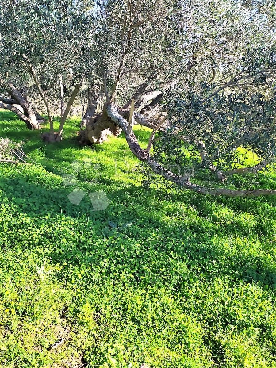 Terreno Pašman, 3.050m2